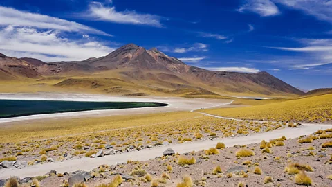 Blake Burton/Aurora Photos/Getty Images The Laguna Miscanti is a rare oasis in Chile's Atacama Desert – the driest desert in the world (Credit: Blake Burton/Aurora Photos/Getty Images)