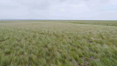 Martin Freitag The vast ungrazed grassland of the Kazakh Steppe are now more vulnerable to fire (Credit: Martin Freitag)