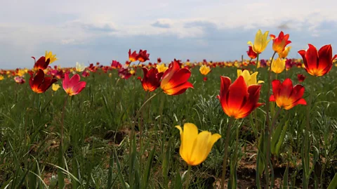 Johannes Kamp Tulips paint red and yellow onto the landscape (Credit: Johannes Kamp)