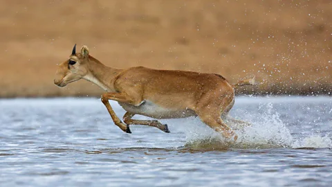 Dmitry Rogulin/Getty Images This saiga antelope lives in a nature reserve, but researchers hope they are returning in greater numbers in the wild (Credit: Dmitry Rogulin/Getty Images)