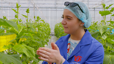 Louisa is working in a vegetable greenhouse farm