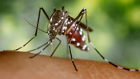 Smith Collection/Getty Images The Aedes albopictus has been a vector for dengue, yellow fever, and chikungunya in Asia and is now in nearly every country on the planet (Credit: Smith Collection/Getty Images)