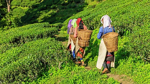 Bartosz Hadyniak/Getty Images Most farmers of the world are women, according to Shiva (Credit: Bartosz Hadyniak/Getty Images)