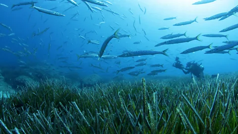 Rafael Estefania The Posidonia Oceanica plant has been called "the lungs of the Mediterranean" (Credit: Rafael Estefania)