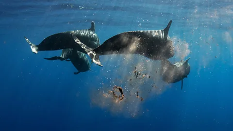 Alamy Whale poo is a powerful fertiliser for the ocean's phytoplankton, which have a large potential to capture carbon (Credit: Alamy)