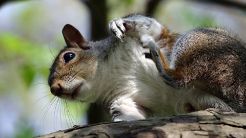 A shot from below of a grey squirrel sat on a tree branch, looking down with one leg raised