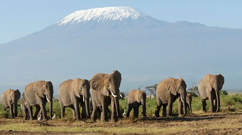 A herd of elephants walk in Elephants in Amboseli National Park, Kenya, with a snow-capped mountain in the background.