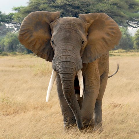 An forward-facing photo of an elephant in the Amboseli National Park, Kenya