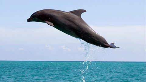 A single dolphin jumping from the sea