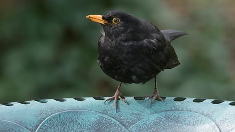 Can you spot these birds in your garden, park or playground?