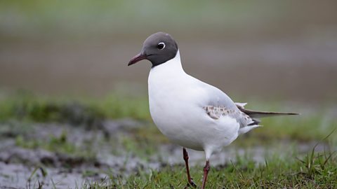 Quiz: Can you name these common garden birds?