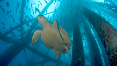 Alamy When offshore rigs become defunct, they can either be left in place and maintained for wildlife, or dismantled (Credit: Alamy)