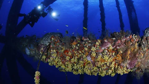 James Wiseman Displaced fish will often return to their home platforms, which provide a safe and versatile habitat (Credit: James Wiseman)