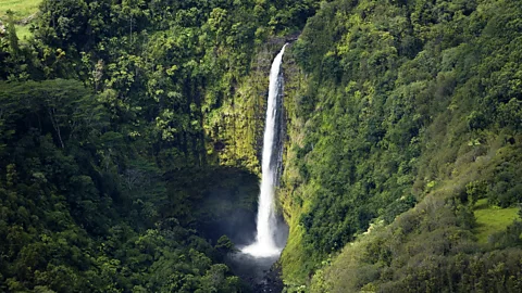 StephanHoerold/Getty Images Akaka Falls State Park's 135m namesake waterfall is home to cliff-climbing gobies (Credit: StephanHoerold/Getty Images)