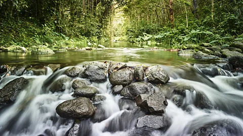 Westend61/Getty Images Only five native species of 'o'opu have evolved to tackle Hawaii's ragged jumble of freshwater streams (Credit: Westend61/Getty Images)