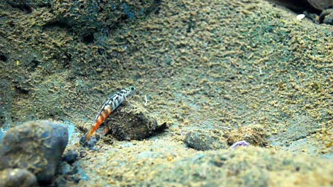 Richard MacKenzie Smaller species of 'o'opu tend to dominate further inland on the island of Hawaii (Credit: Richard MacKenzie)