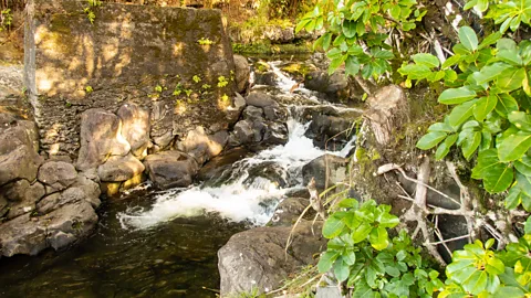 Meghan Miner Murray 'O'opu are threatened by development around their native stream habitats (Credit: Meghan Miner Murray)