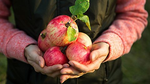 Farmer holding British apples