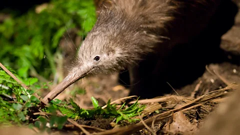 Alamy Possibly due to a quirk of geology, the enigmatic kiwi bird’s closest relative hails from Madagascar (Credit: Alamy)