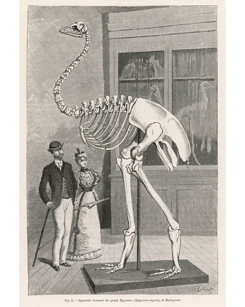 Alamy The elephant bird stood 3 m (9.8 ft) tall and fragments of its eggshells still litter beaches to this day (Credit: Alamy)
