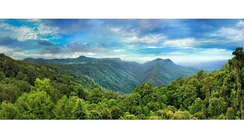 Getty Images When the supercontinent of Gondwana broke up, fragments drifted all across the globe. Many of its ancient plants still live in the Australian Dorrigo forest (Credit: Getty Images)