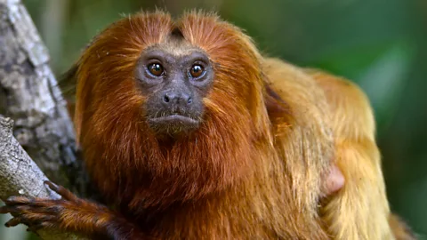 Malaria parasite spreads from howler monkeys to humans | Malaria | The  Guardian