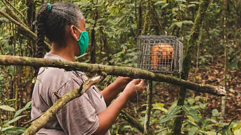 Luiz Thiago de Jesus Once captured, the researchers take samples from the tamarins and give them a vaccine before returning them to the forest (Credit: Luiz Thiago de Jesus)