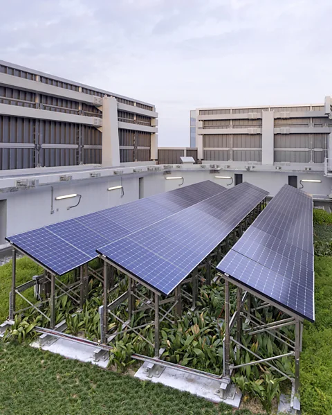 Swire Properties Growing vegetation beneath solar panels helps to cool both the building below and the solar panels above (Credit: Swire Properties)