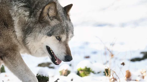 Here's some interesting concept art of the Deer devouring the wolf