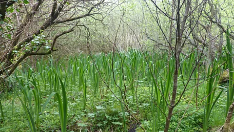 Eoghan Daltun Only rare scraps of Ireland's previously widespread temperate rainforest remain (Credit: Eoghan Daltun)