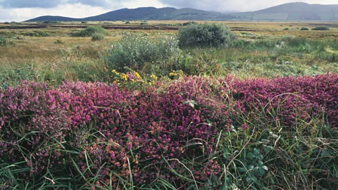 Getty Images When peatlands are left to regenerate, they can become a haven for biodiversity (Credit: Getty Images)