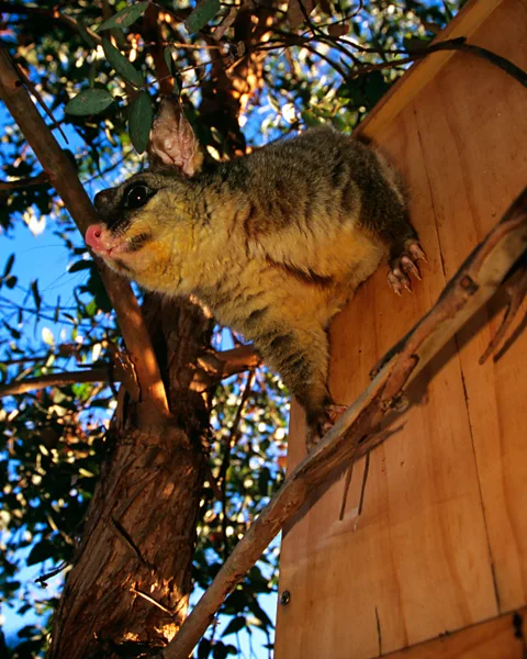 Getty Images Possums are protected in Australia, but as they live in close quarters to humans, the risk of diseases is increasing (Credit: Getty Images)