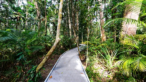 Genevieve Vallee/Alamy Several organisations offer periodic greater glider spotlighting tours in the rainforests (Credit: Genevieve Vallee/Alamy)