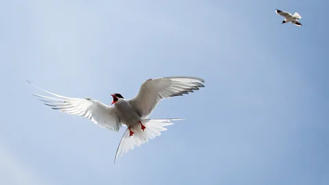 Getty Images The islands are an important breeding and nesting ground for many species, such as the Arctic tern (Credit: Getty Images)