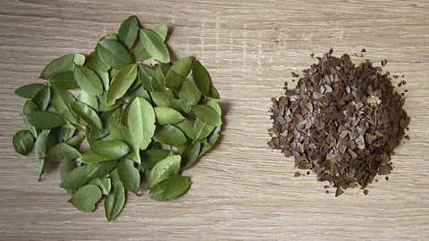 Matt Stirn Yaupon was once consumed by almost every Native American tribe who lived among it (Credit: Matt Stirn)