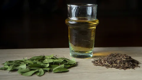 Matt Stirn For generations, many Americans didn't realise that yaupon's holly leaves could be roasted (Credit: Matt Stirn)