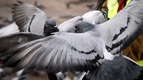 Binnur Ege Gurun Kocak/Getty Images Pigeons can learn to associate food with certain behaviors and AI's can display similar types of entrainment (Credit: Binnur Ege Gurun Kocak/Getty Images)