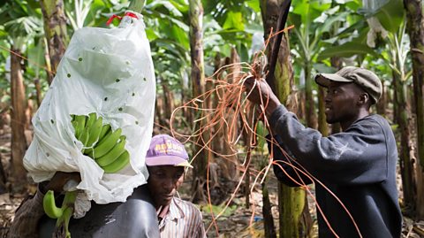 Banana workers at Quinta Pasadena in the Dominican Republic