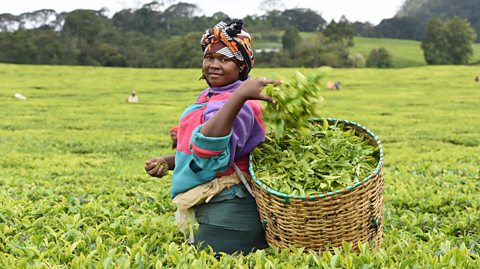 Janice Kangai plucking tea at Michimikuru Tea Company in Kenya.