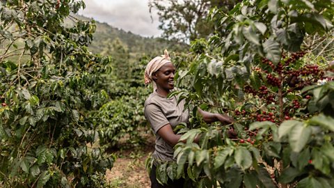 Fairtrade coffee producers in Kenya 