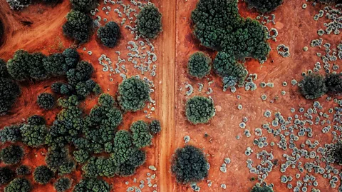 Felix Cesare/Getty Images Australia's native grasses have myriad environmental benefits, including preserving threatened habitats and ing biodiversity (Credit: Felix Cesare/Getty Images)