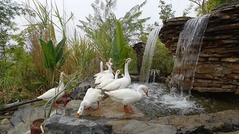 Bhavya Dore Piplantri has transformed from a barren and parched community to a green oasis (Credit: Bhavya Dore)