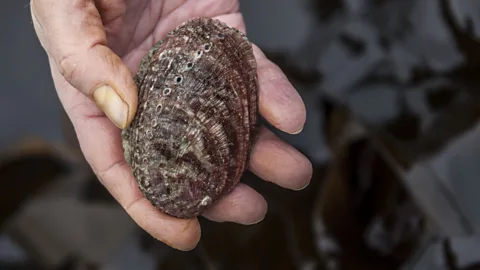 Visit Guernsey Considered a quintessential delicacy by locals, ormers have been traditionally collected on the island for centuries (Credit: Visit Guernsey)