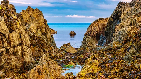 Stuart Frizell/Getty Images Harvesting ormer is governed by strict rules and only possible during especially low tides (Credit: Stuart Frizell/Getty Images)