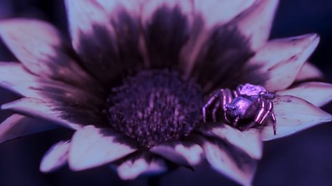 Flower Spider (UV color changing)