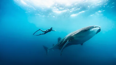 Peter Marshall Prinsloo leads tours as a form of ocean conservation, allowing intimate encounters with some of the ocean's most majestic creatures (Credit: Peter Marshall)