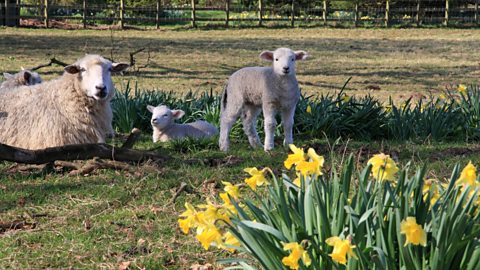 Sheep and lambs in a field with daffodils in the foreground