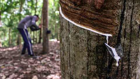 Natural rubber: It doesn't come from the rubber tree in your living room