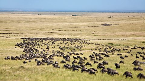 Wildebeest in grassy plains during migration