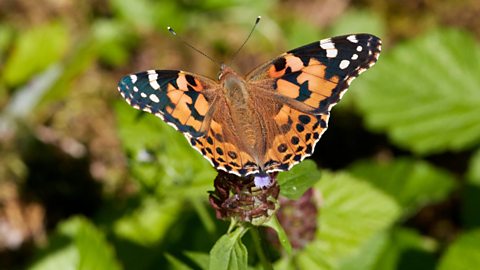 Painted lady butterfly resting on a flower